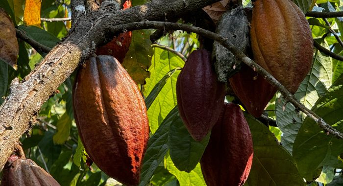 QU'EST-CE-QUE LE CHOCOLAT DURABLE ?