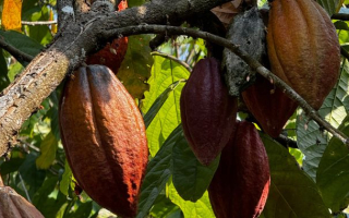QU'EST-CE-QUE LE CHOCOLAT DURABLE ?
