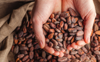 Les origines du chocolat et ses secrets : un voyage sucré à travers l’histoire du chocolat